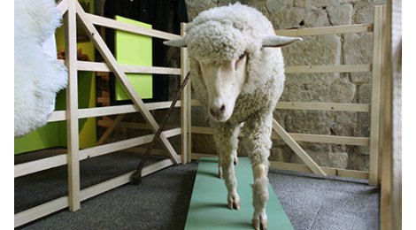 Ausstellungsbereich mit einem Schaf.