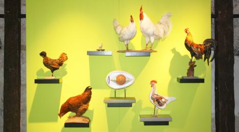 Wand mit Beispielen verschiedener Hühnerrassen und einem großen Modell von einem Ei.