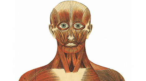 Teil einer anatomischen Schautafel: Muskeln an Kopf und Hals.