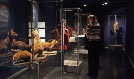 Ausstellungsraum mit Vitrinen. Eine Besucherin betrachtet ausgestopfte Tiere.